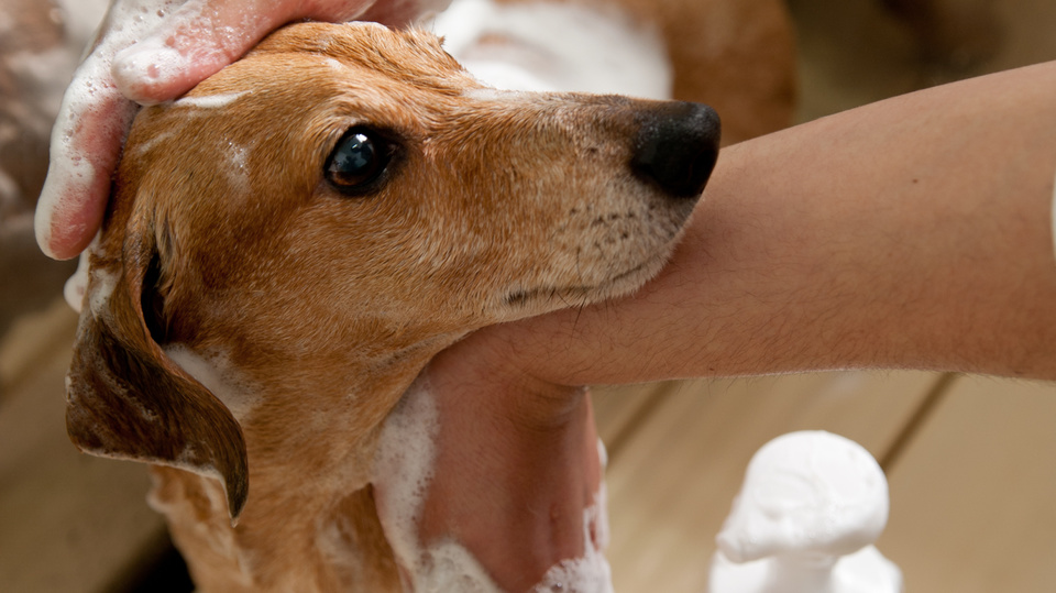 シャンプーをする犬